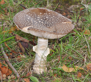 Panther Cap, Amanita pantherina